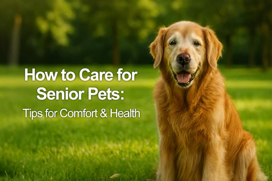 How to Care for Senior Dogs: Daily Tips for Comfort & Health