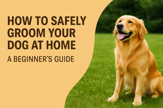 🐶 How to Safely Groom Your Dog at Home: A Beginner’s Guide